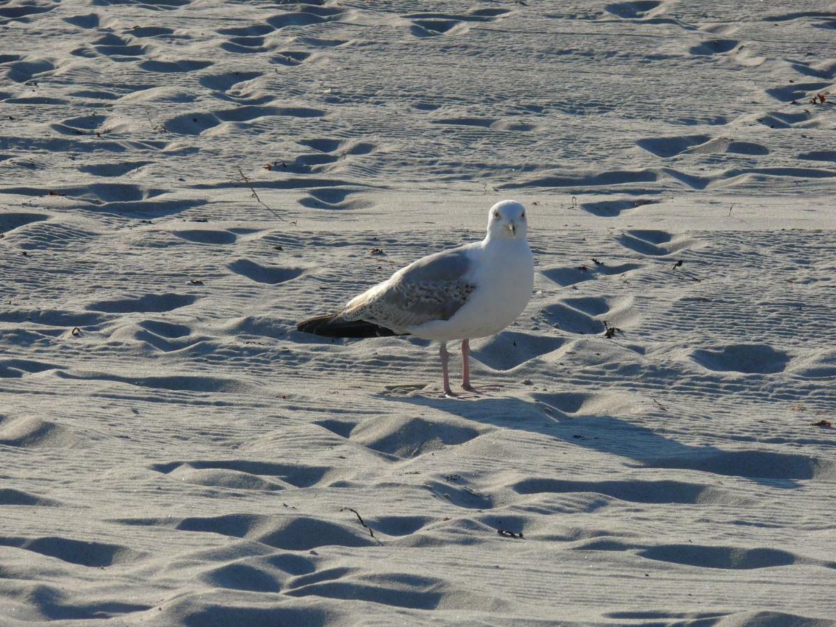 Am Ostseestrand Zingst Dış mekan fotoğraf